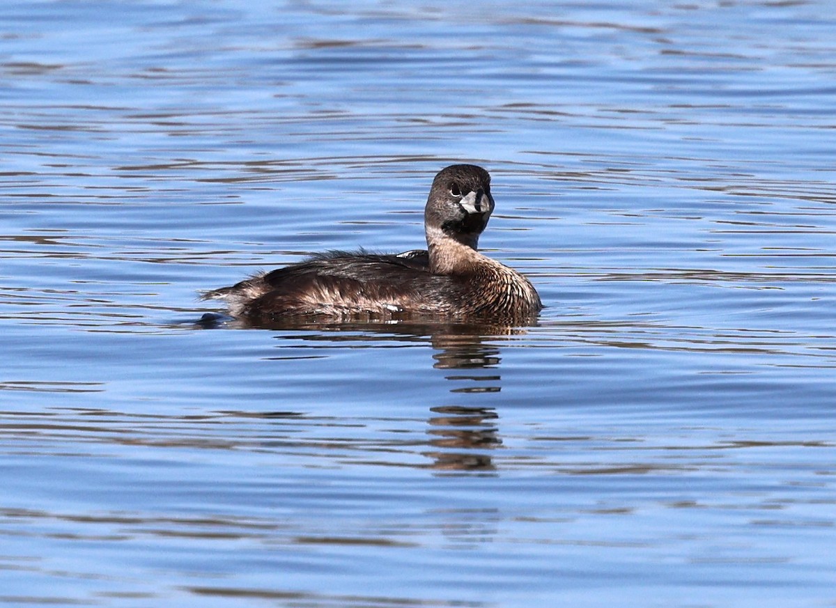 Pied-billed Grebe - Keith McMullen