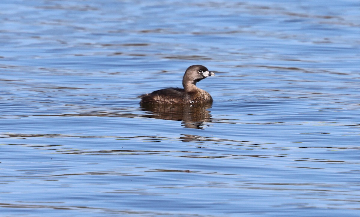 Pied-billed Grebe - Keith McMullen