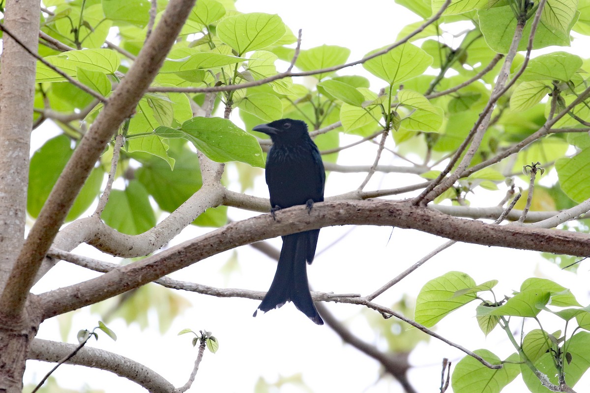 Drongo de Palawan - ML617252935