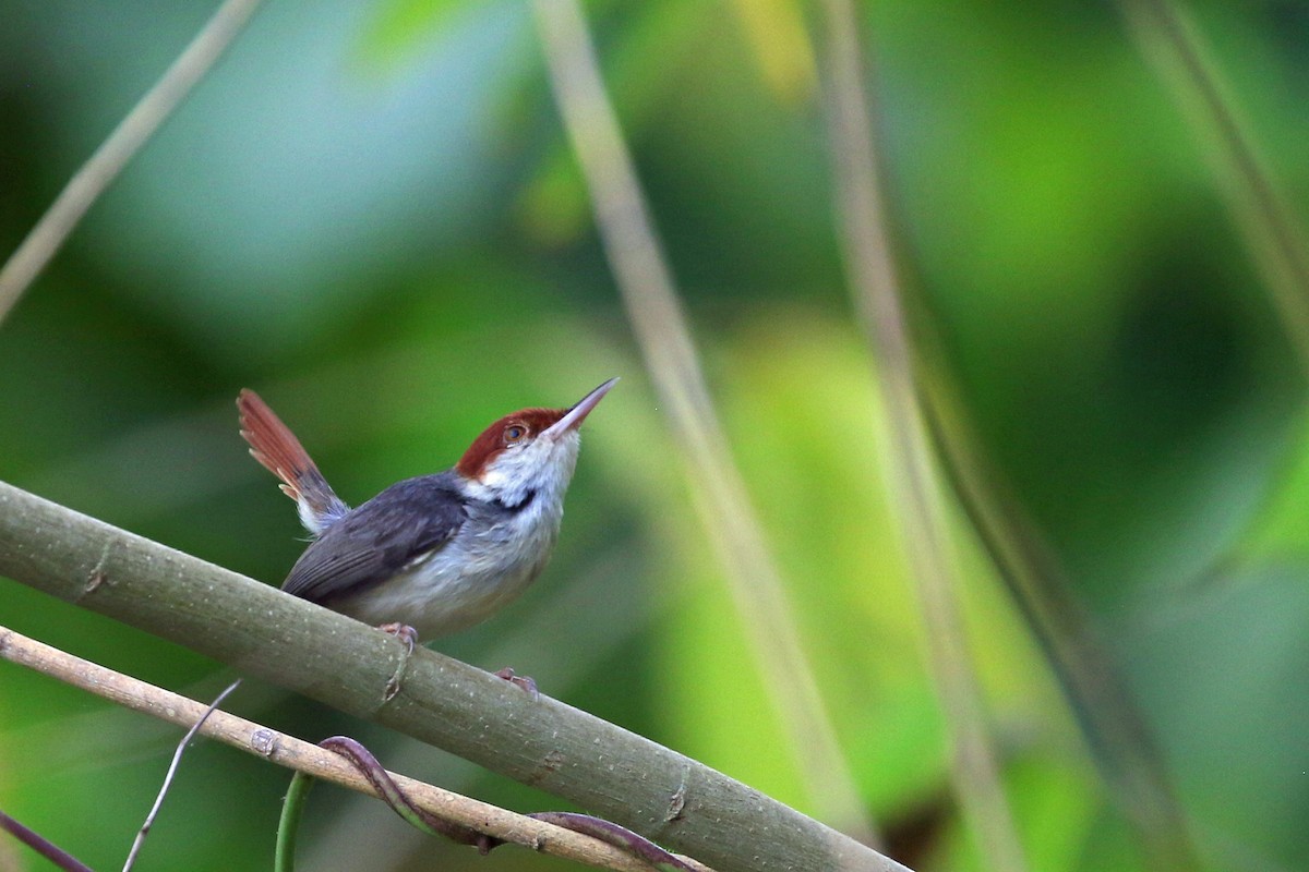 Rufous-tailed Tailorbird - Dave Beeke