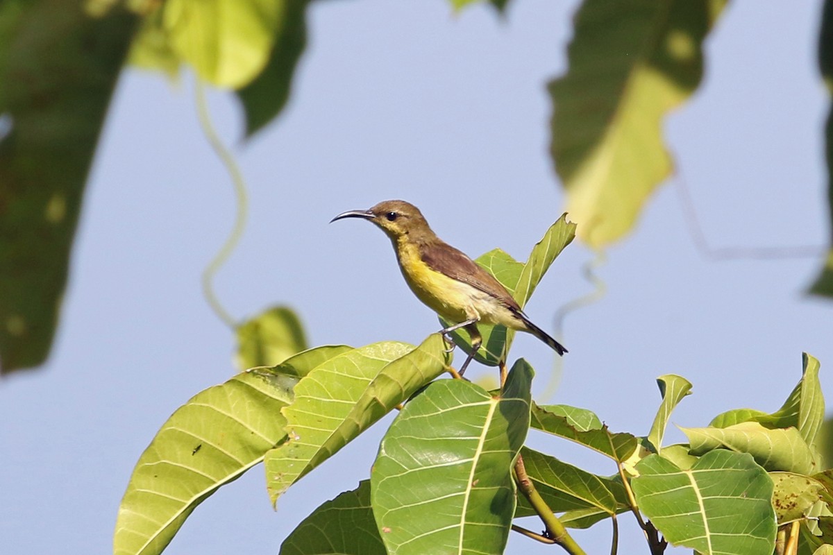 Purple-throated Sunbird (Purple-throated) - ML617252939