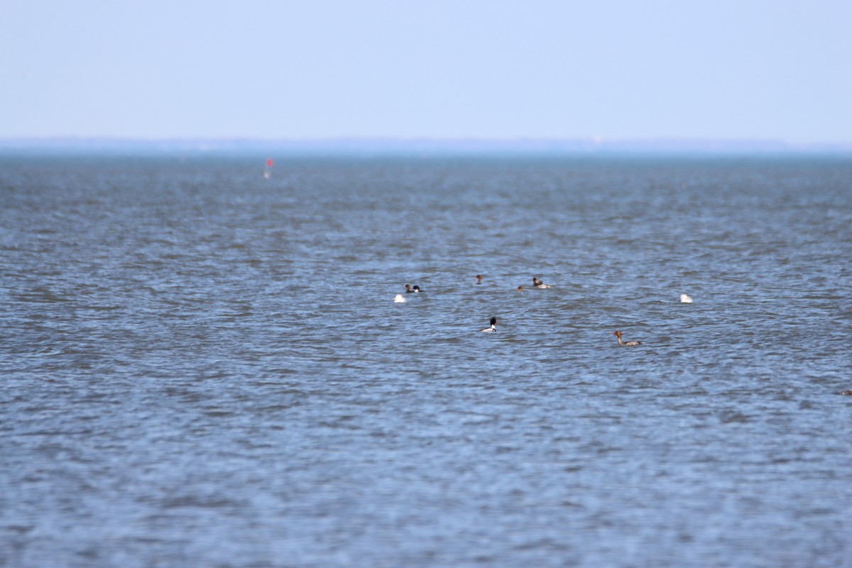 Red-breasted Merganser - ML617252942