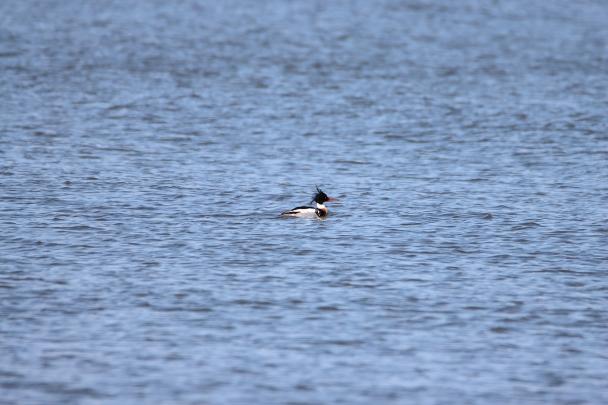 Red-breasted Merganser - ML617252943