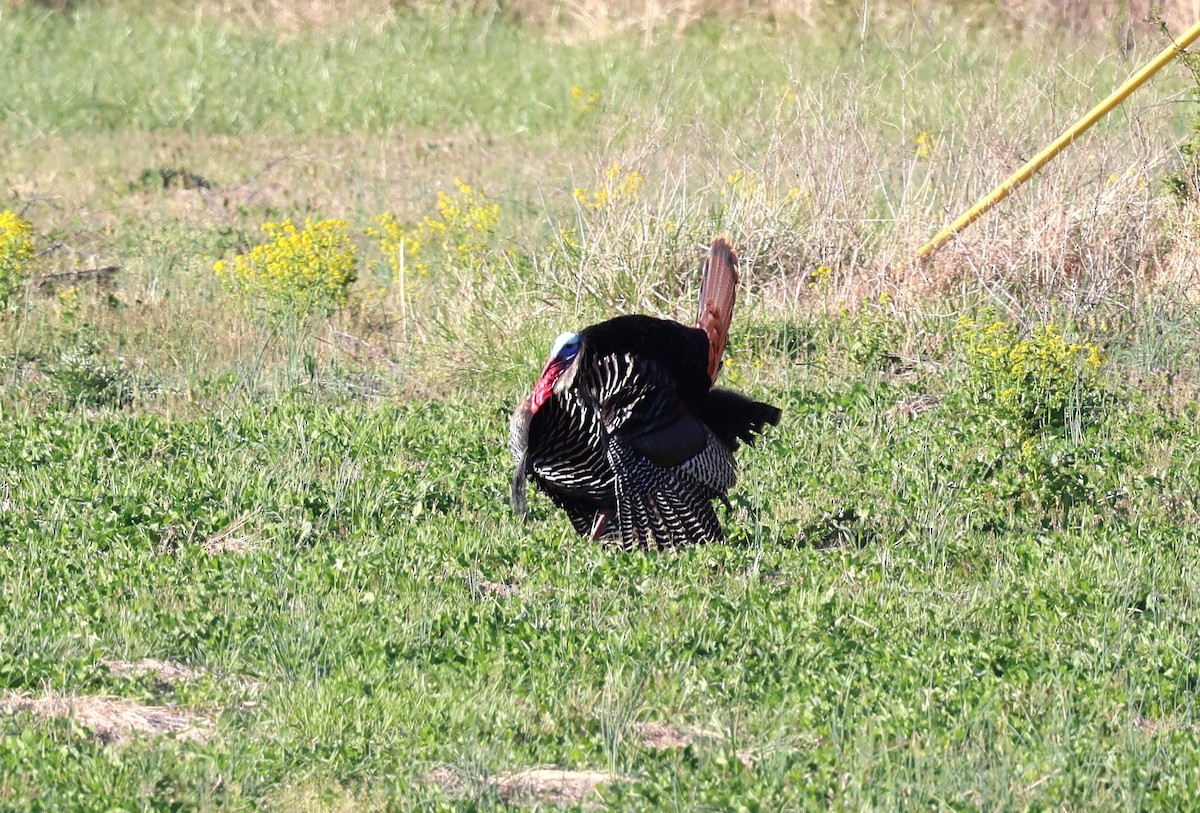 Wild Turkey - Keith McMullen