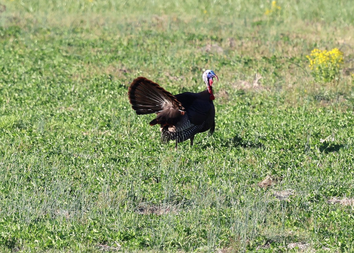 Wild Turkey - Keith McMullen