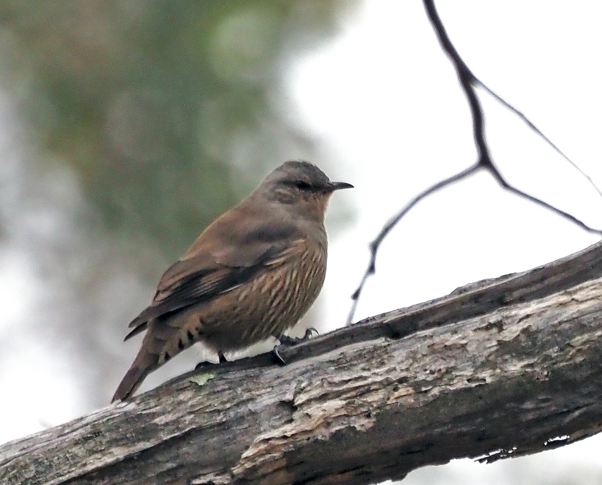 Brown Treecreeper - ML617252966