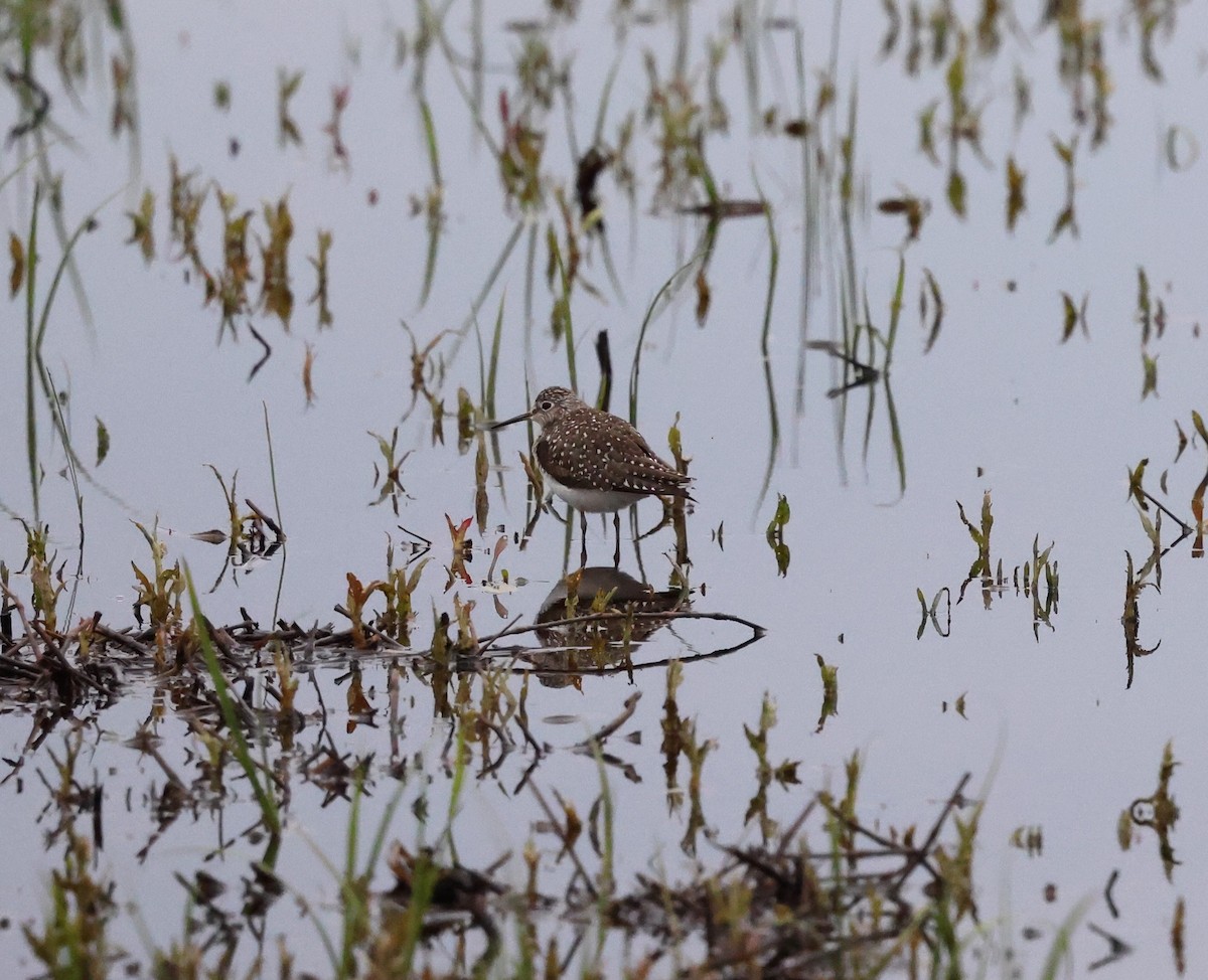 Solitary Sandpiper - Keith McMullen