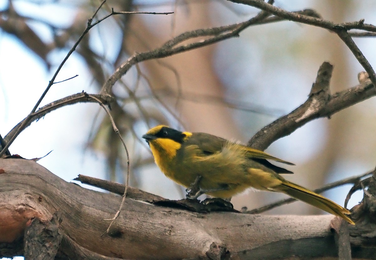 Yellow-tufted Honeyeater - ML617252984