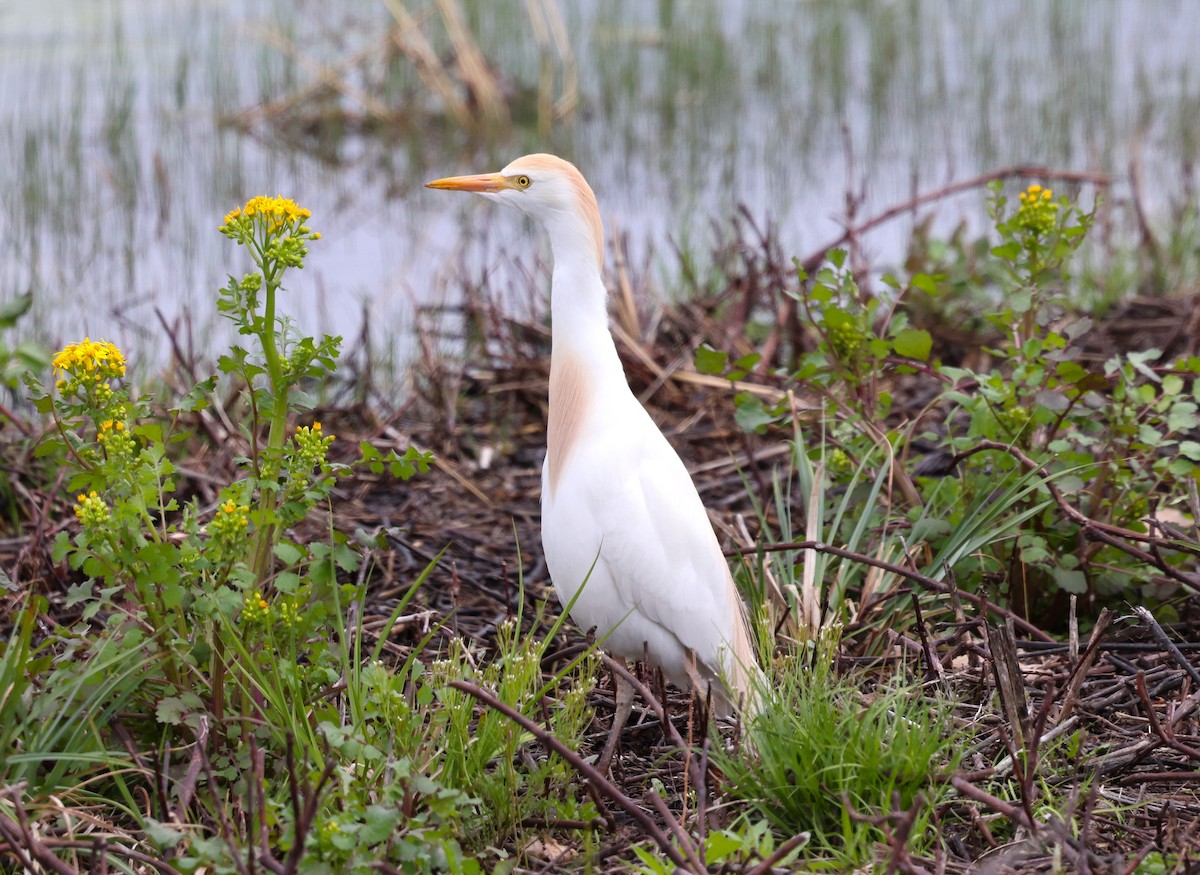 Western Cattle Egret - Keith McMullen