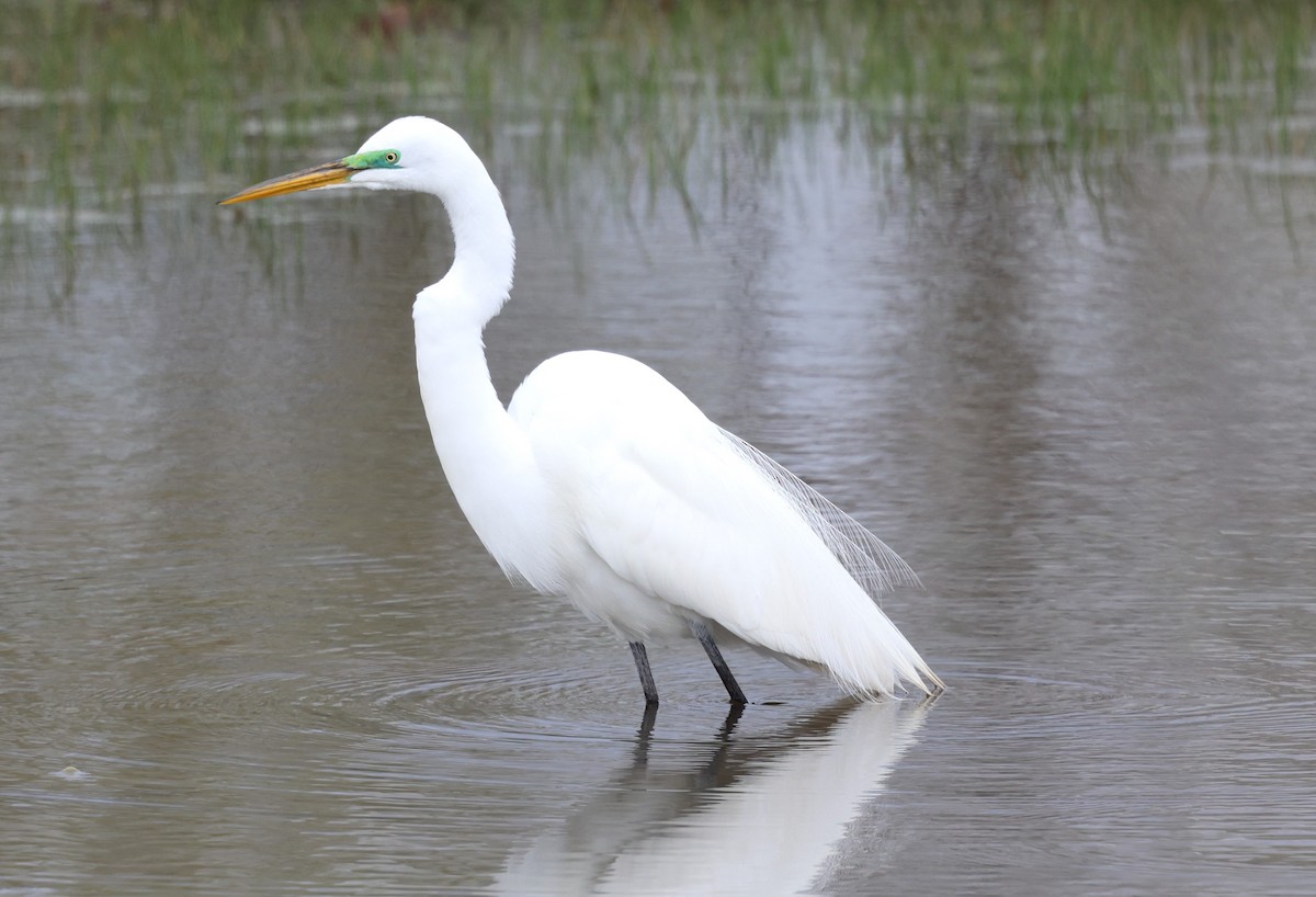 Great Egret - Keith McMullen