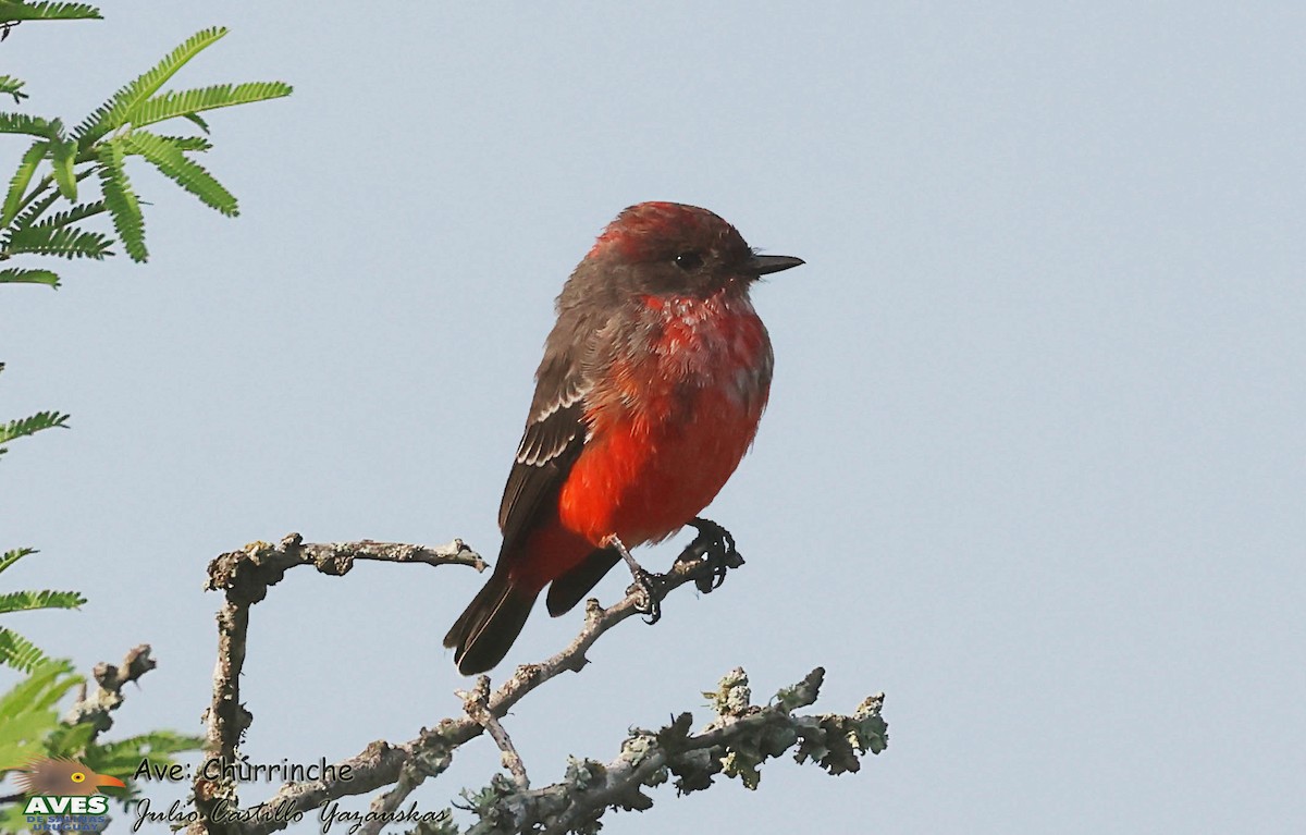 Vermilion Flycatcher - ML617252994