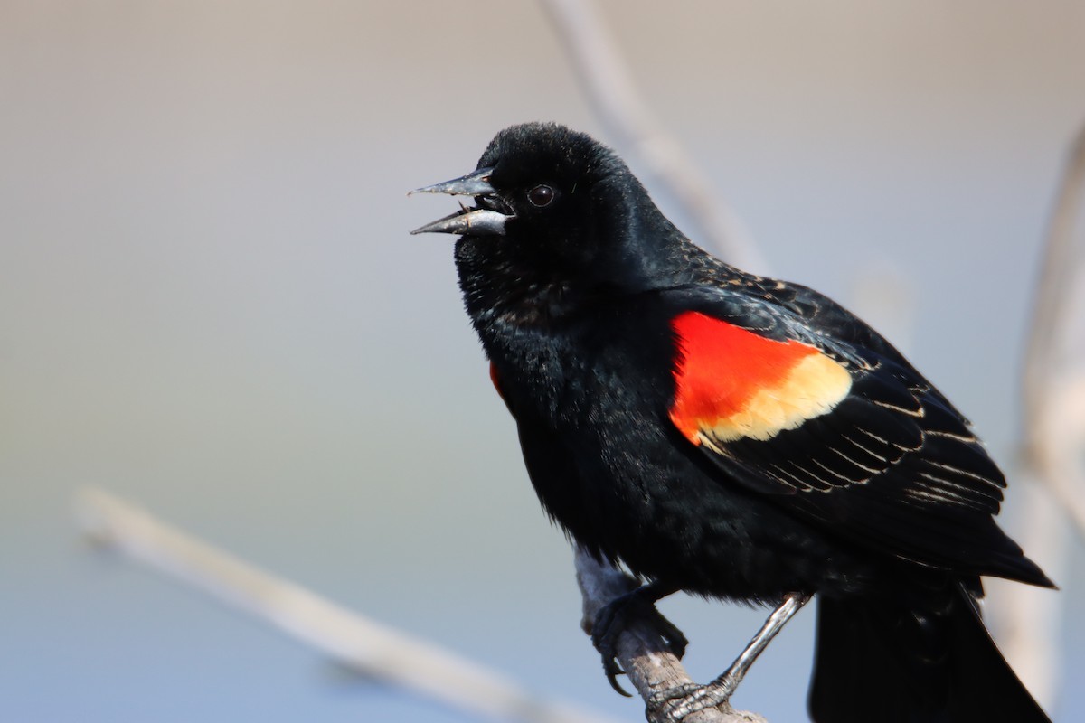 Red-winged Blackbird - ML617252999