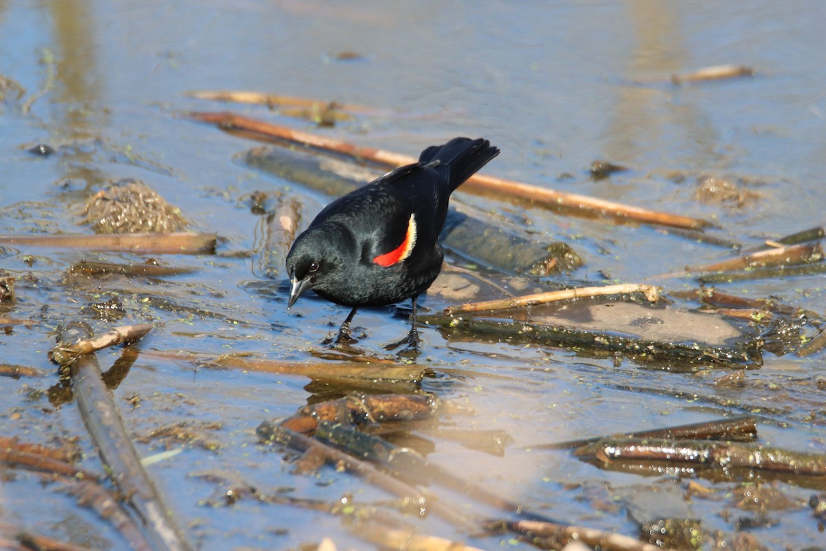 Red-winged Blackbird - John Keegan