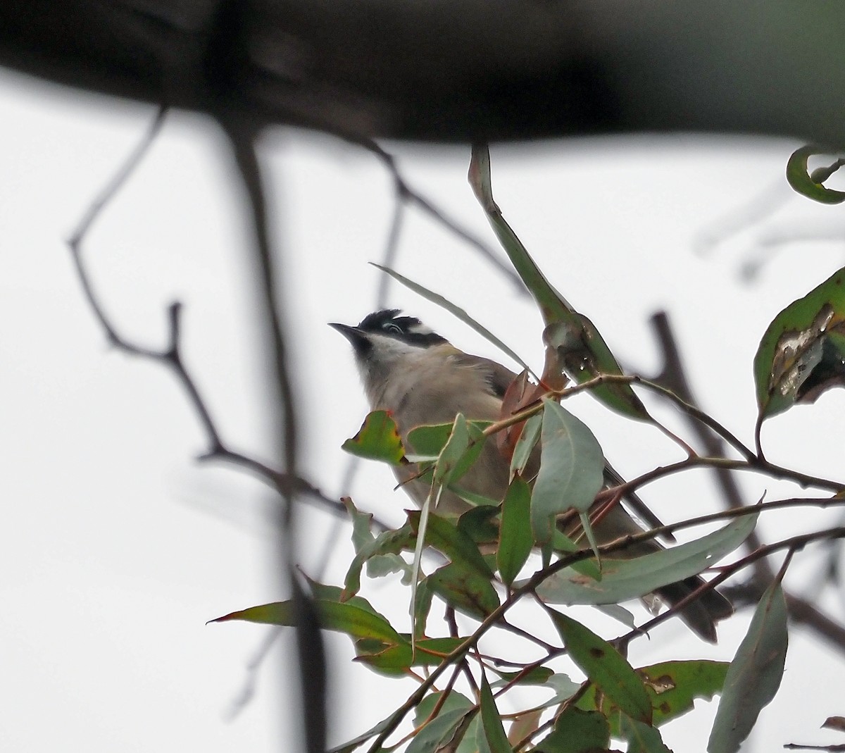 Black-chinned Honeyeater - Steve Law