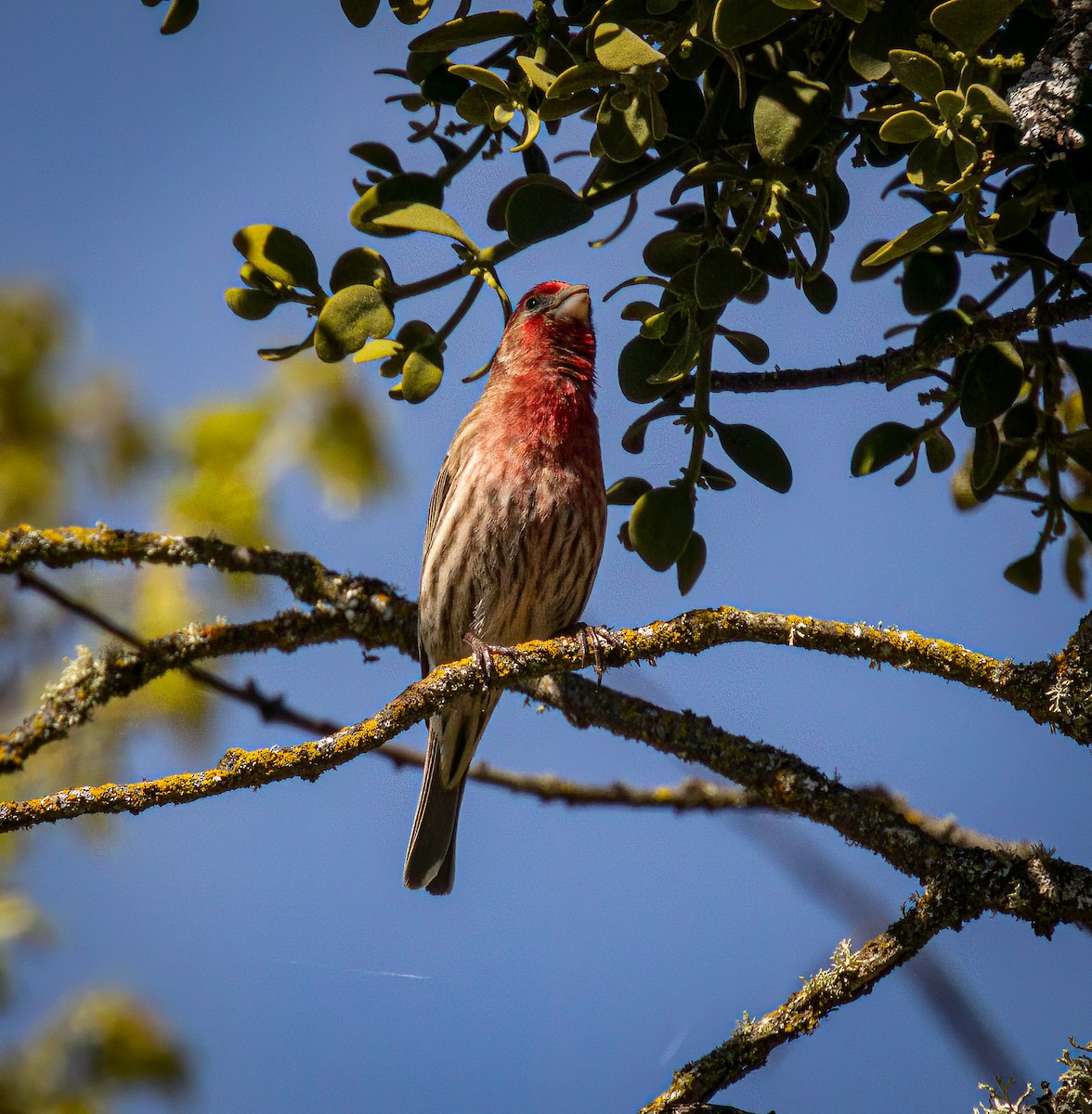 House Finch - ML617253114