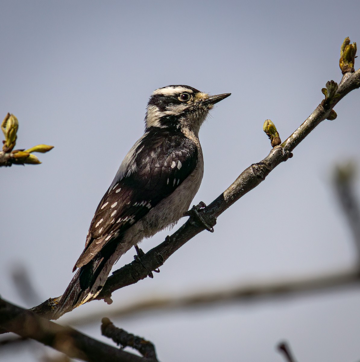 Downy Woodpecker - ML617253123