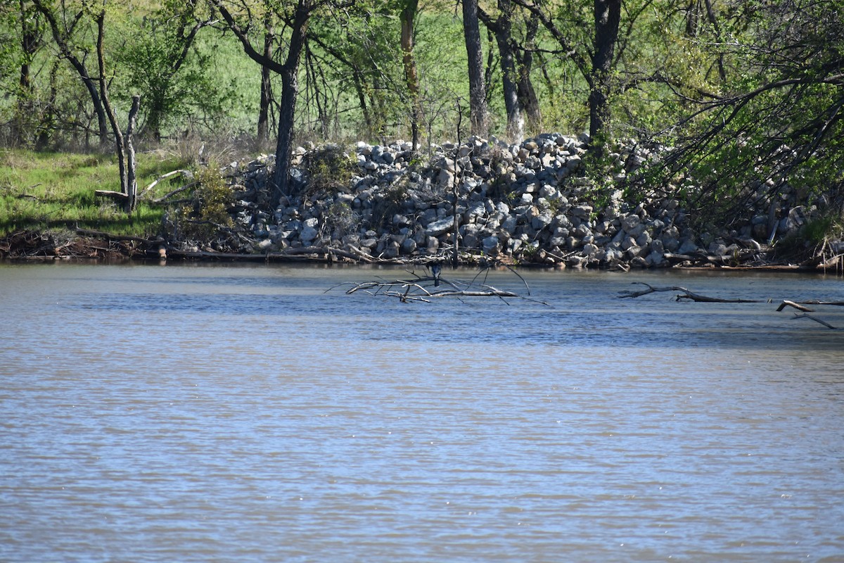 anhinga americká - ML617253130