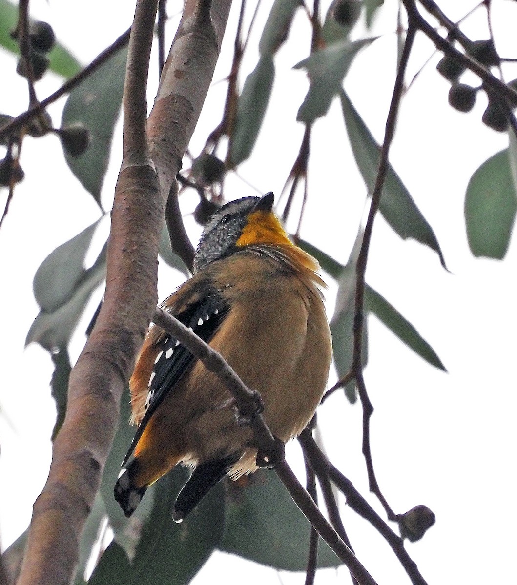 Spotted Pardalote - ML617253131