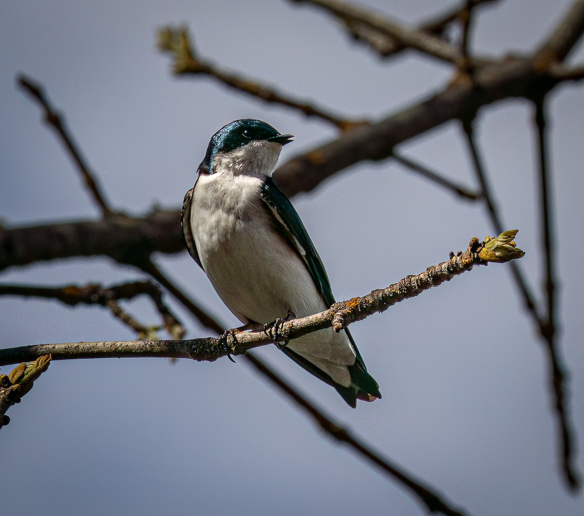 Tree Swallow - ML617253140