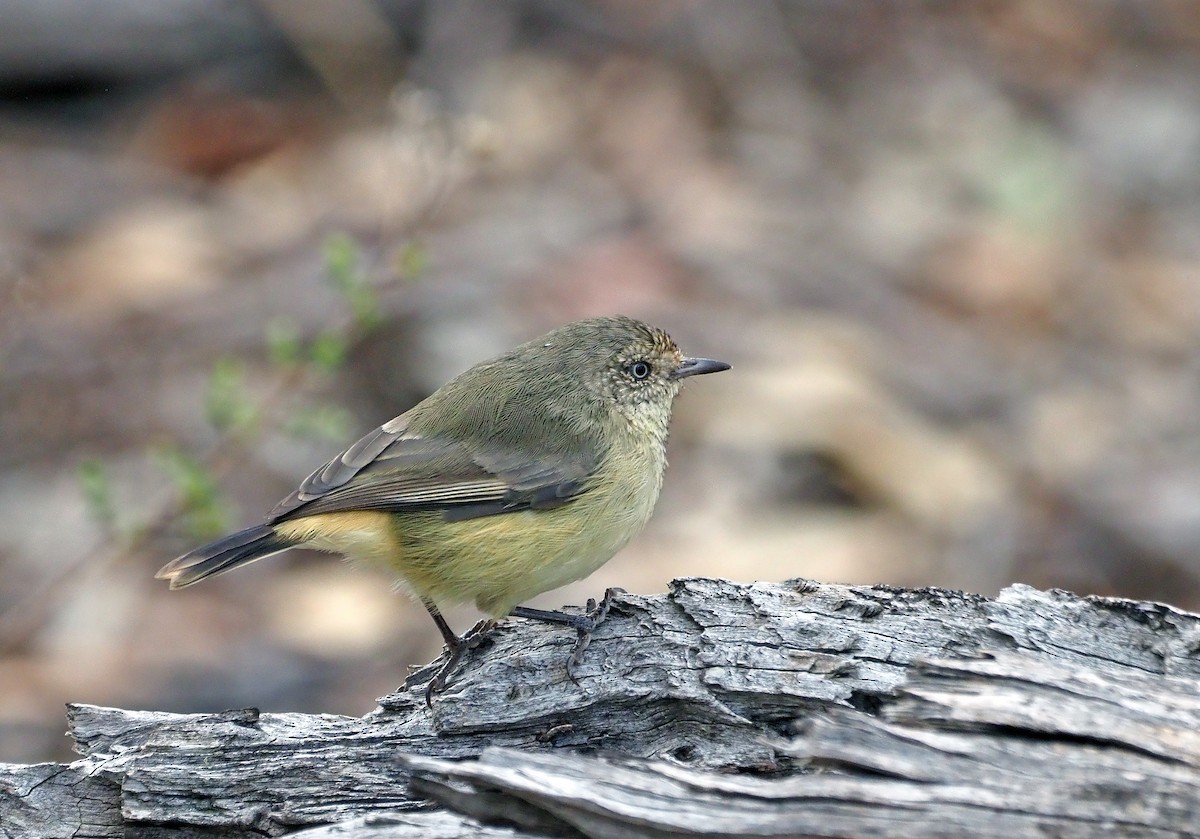 Buff-rumped Thornbill - ML617253178