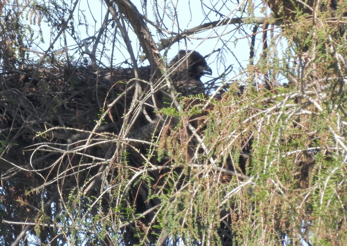 Red-tailed Hawk (calurus/alascensis) - ML617253179