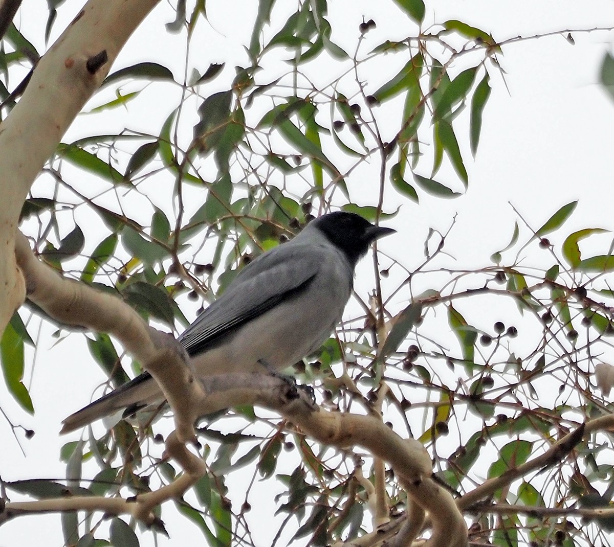 Black-faced Cuckooshrike - ML617253195