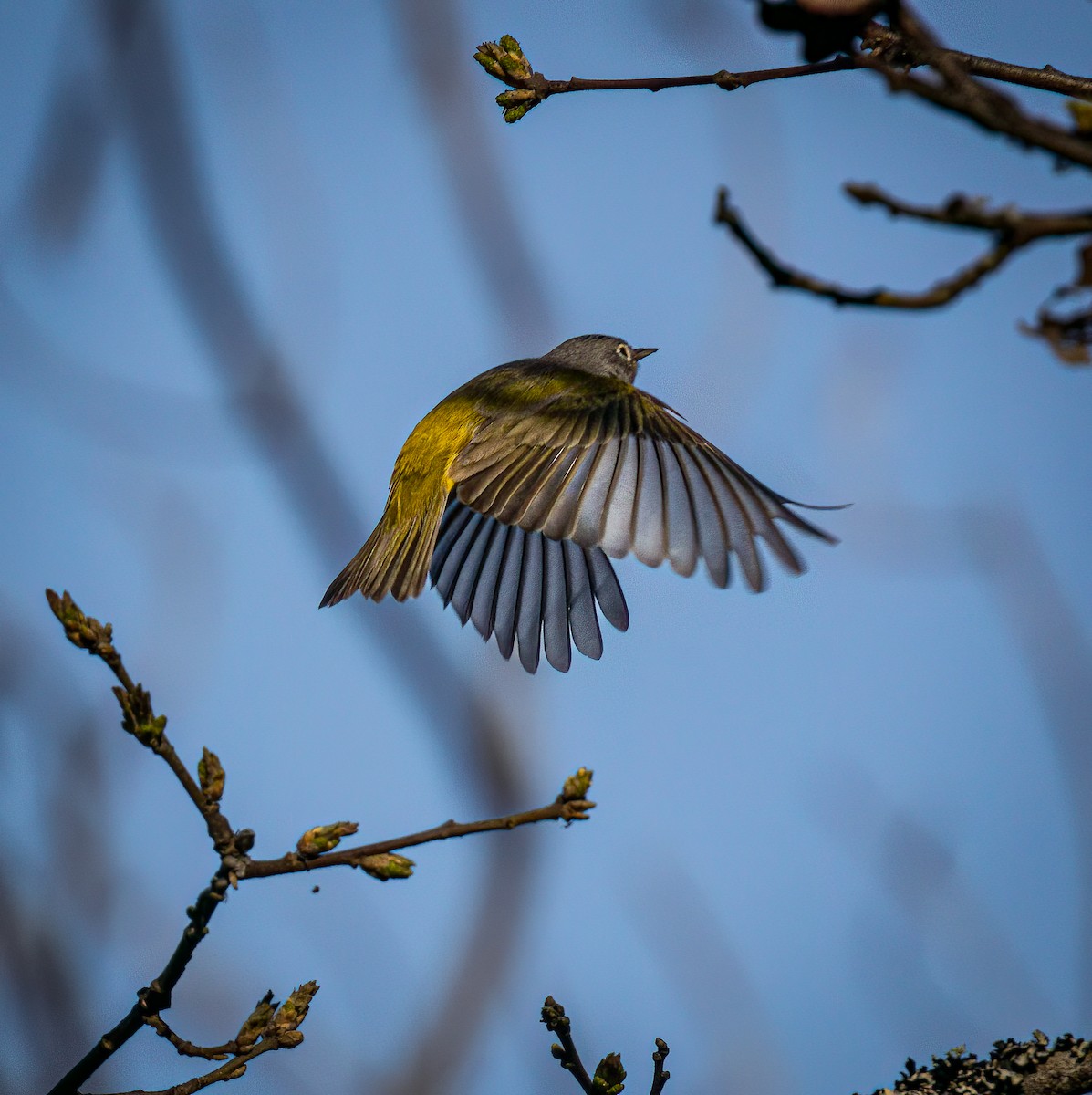 Nashville Warbler - ML617253201