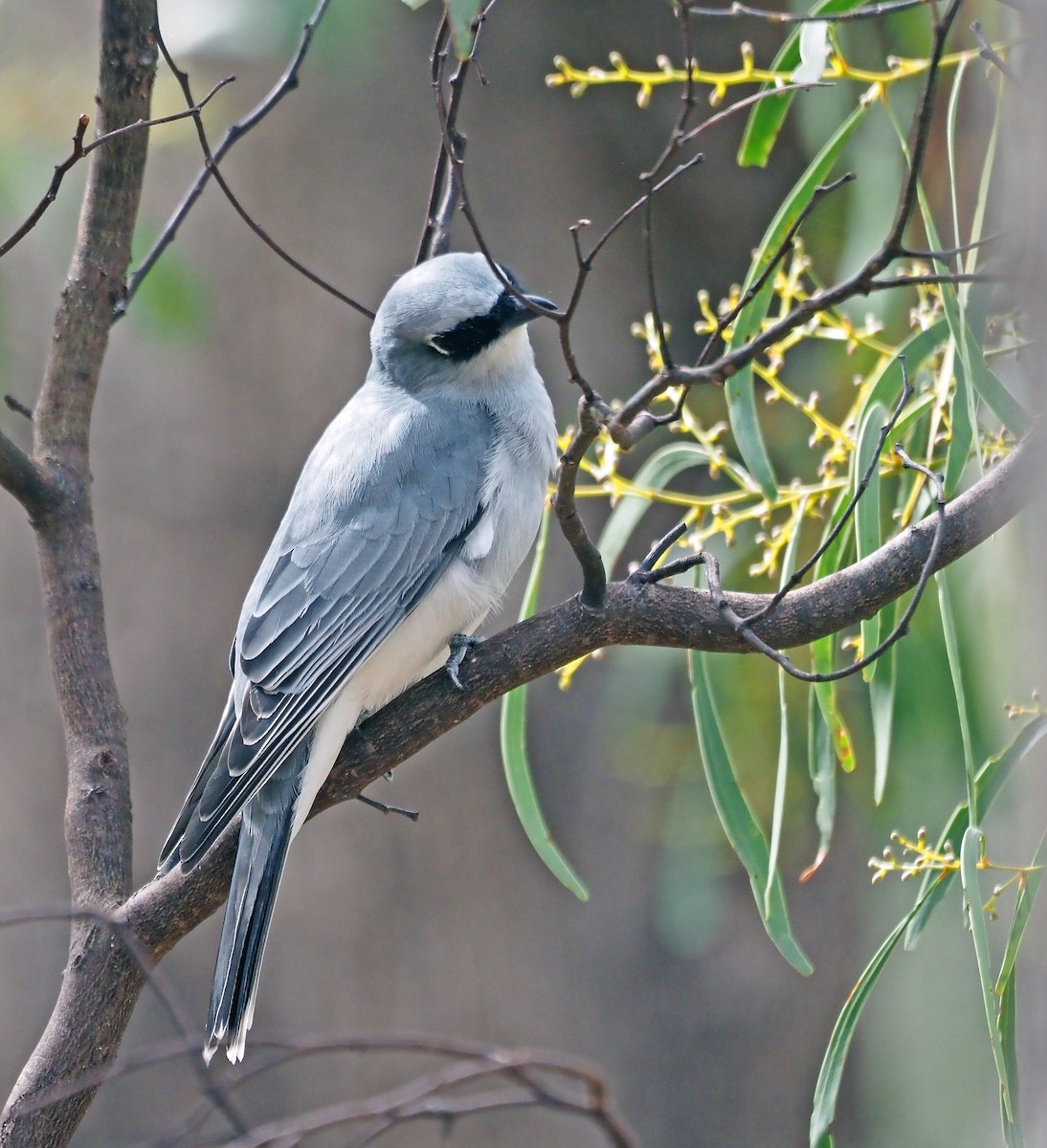 White-bellied Cuckooshrike - ML617253205