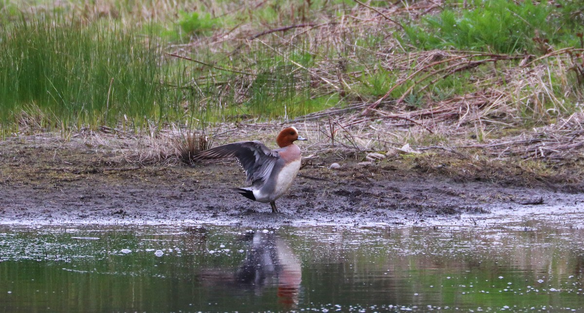 Eurasian Wigeon - ML617253229