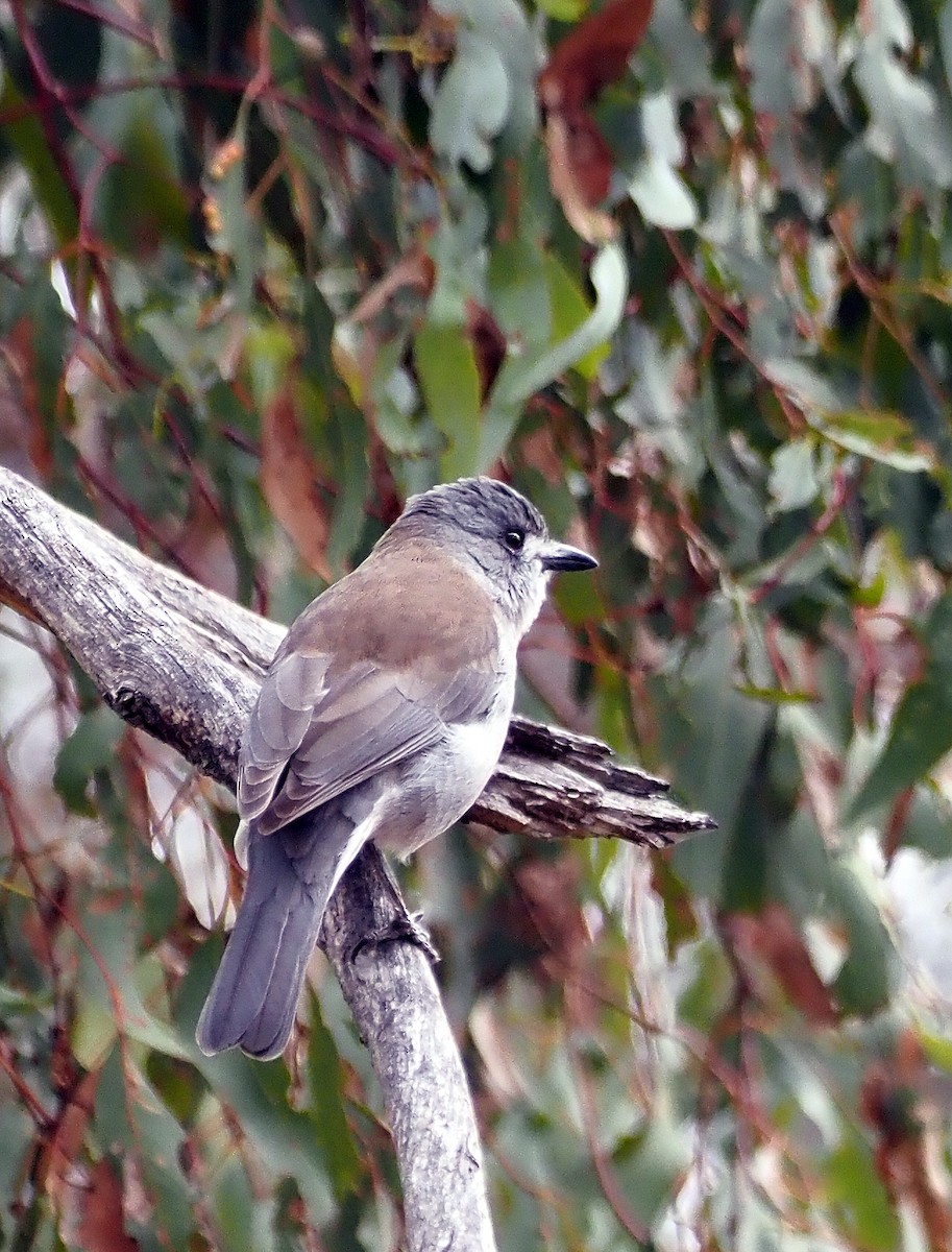 Gray Shrikethrush - ML617253242