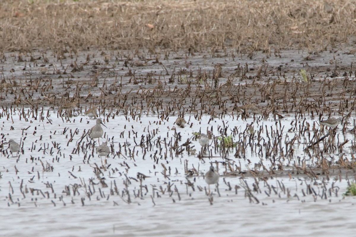 Pectoral Sandpiper - Susan Zelek