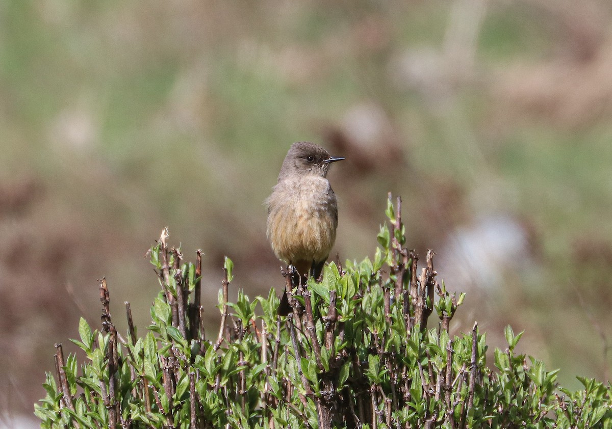 Say's Phoebe - ML617253258