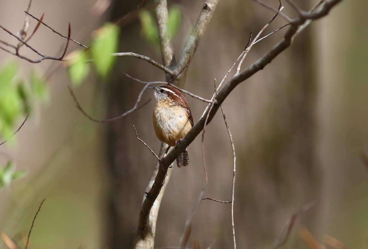 Carolina Wren - ML617253281