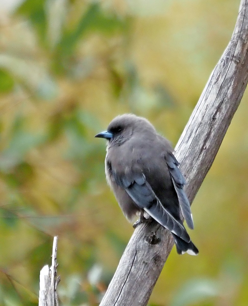 Dusky Woodswallow - ML617253288