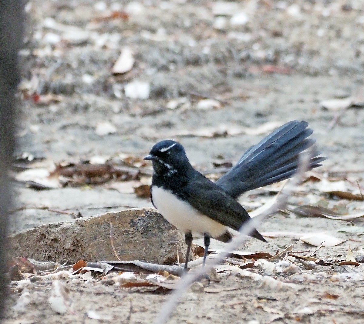 Willie-wagtail - ML617253301