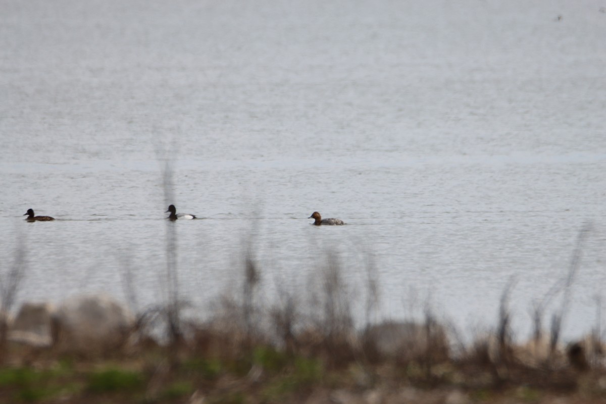 Canvasback - ML617253323