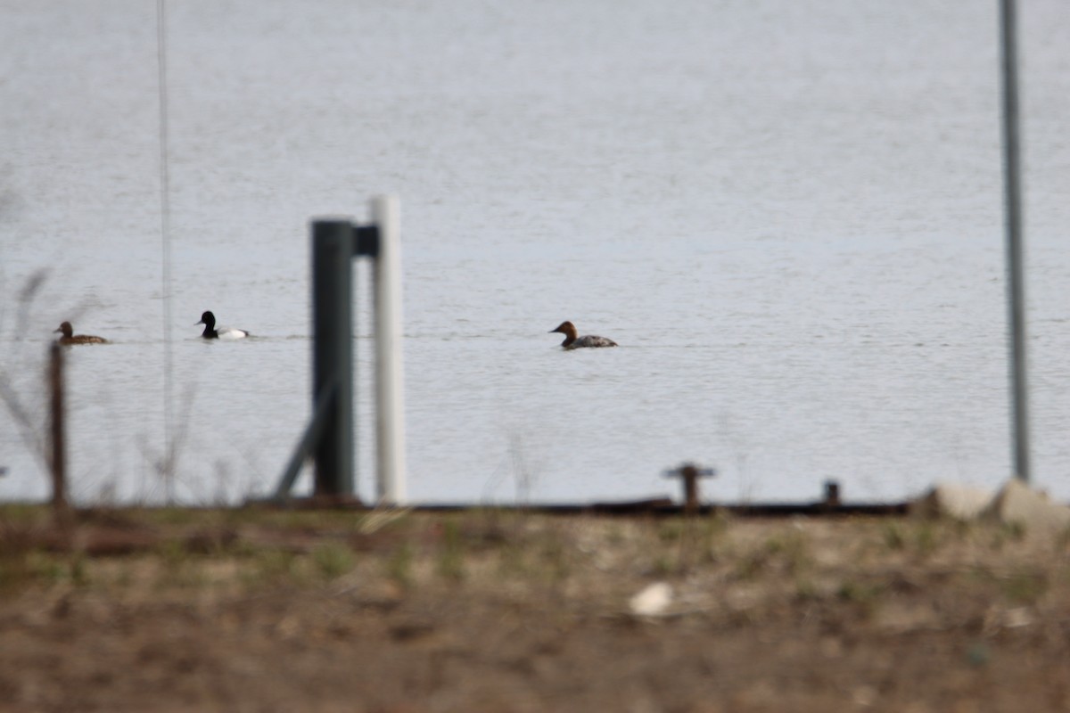 Canvasback - ML617253324