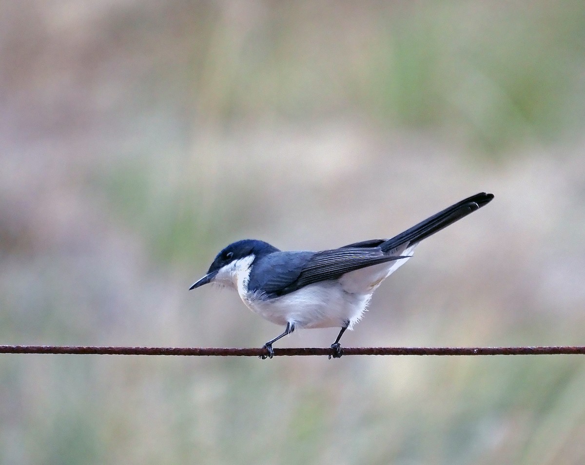 Restless Flycatcher - ML617253333