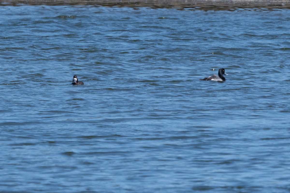 Lesser Scaup - ML617253339