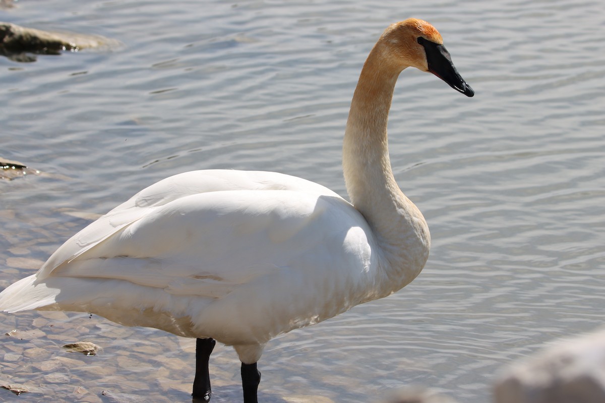 Trumpeter Swan - ML617253349