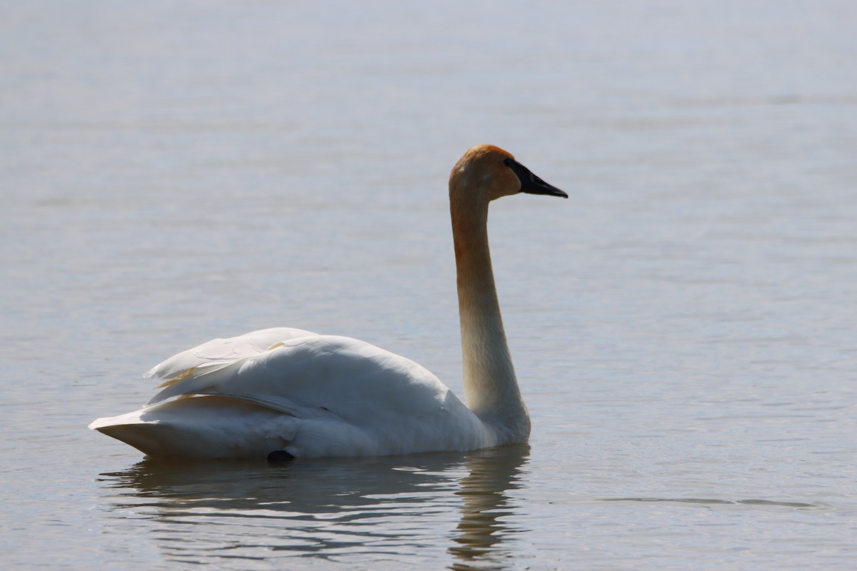 Trumpeter Swan - ML617253350