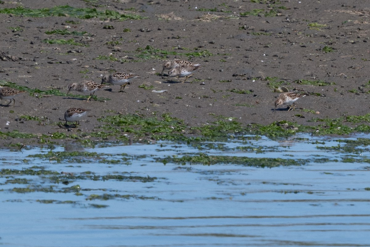 Least Sandpiper - ML617253368