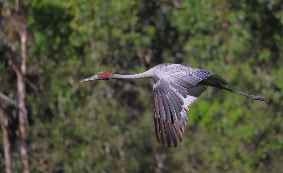 Grue brolga - ML617253371