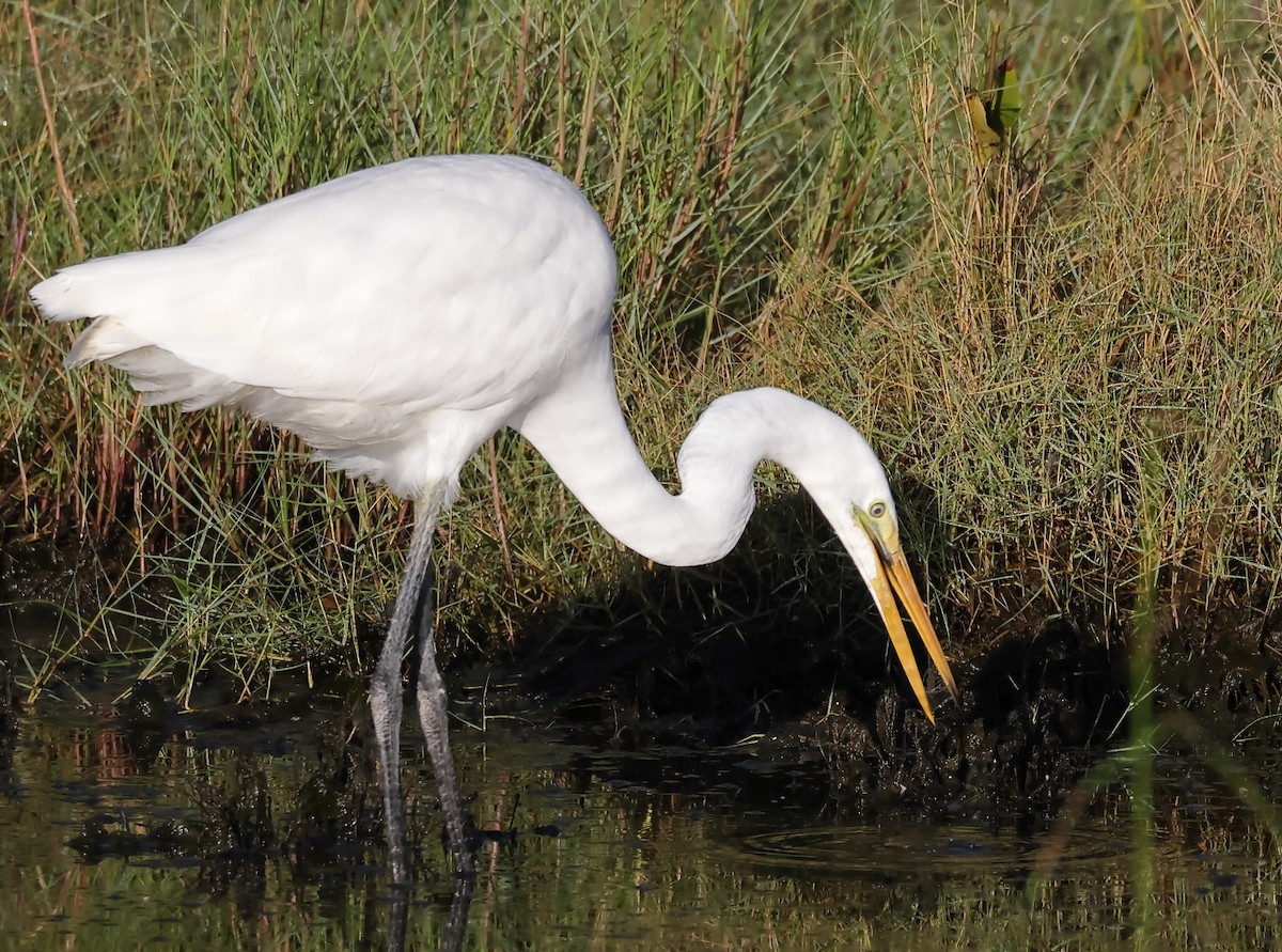 Great Egret - ML617253377