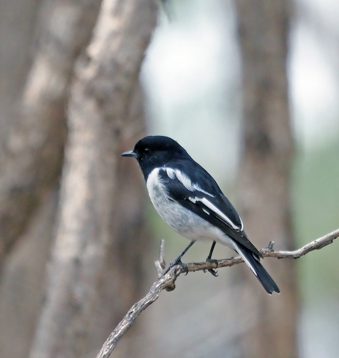 Hooded Robin - ML617253383