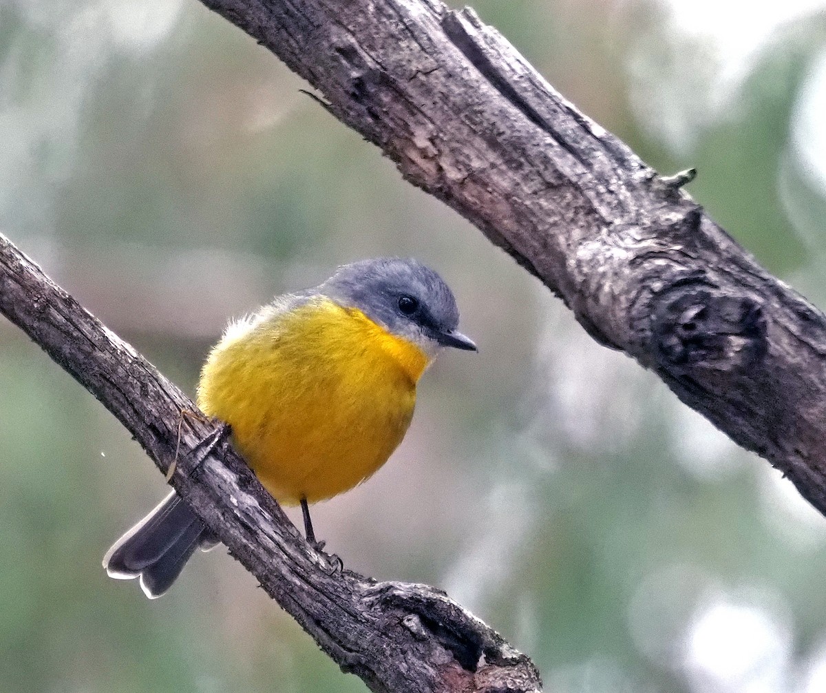 Eastern Yellow Robin - ML617253389