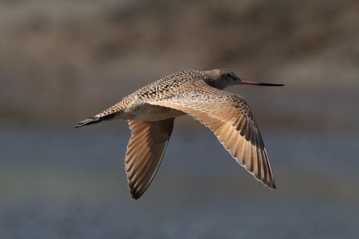 Marbled Godwit - ML617253393