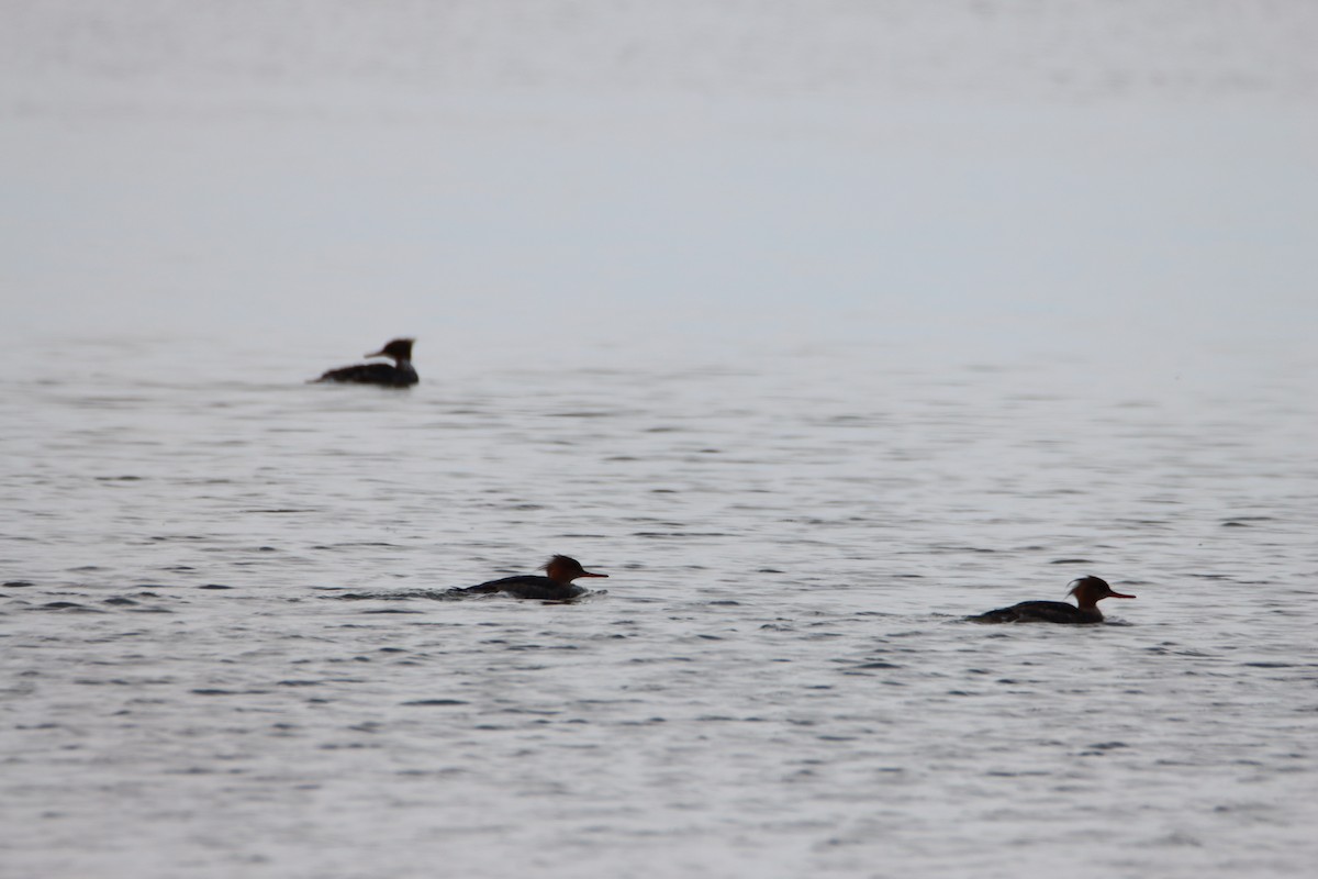 Red-breasted Merganser - ML617253395