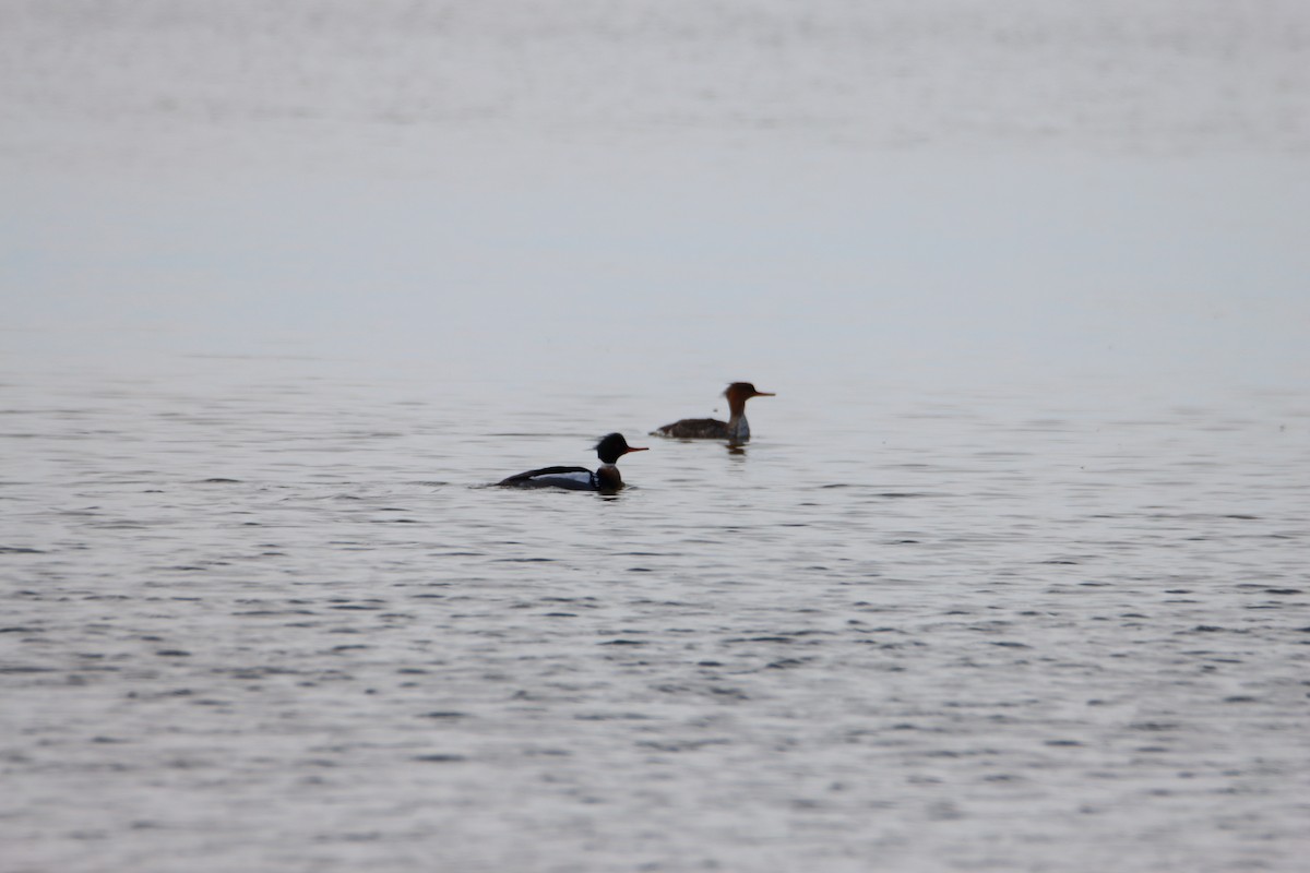 Red-breasted Merganser - ML617253396