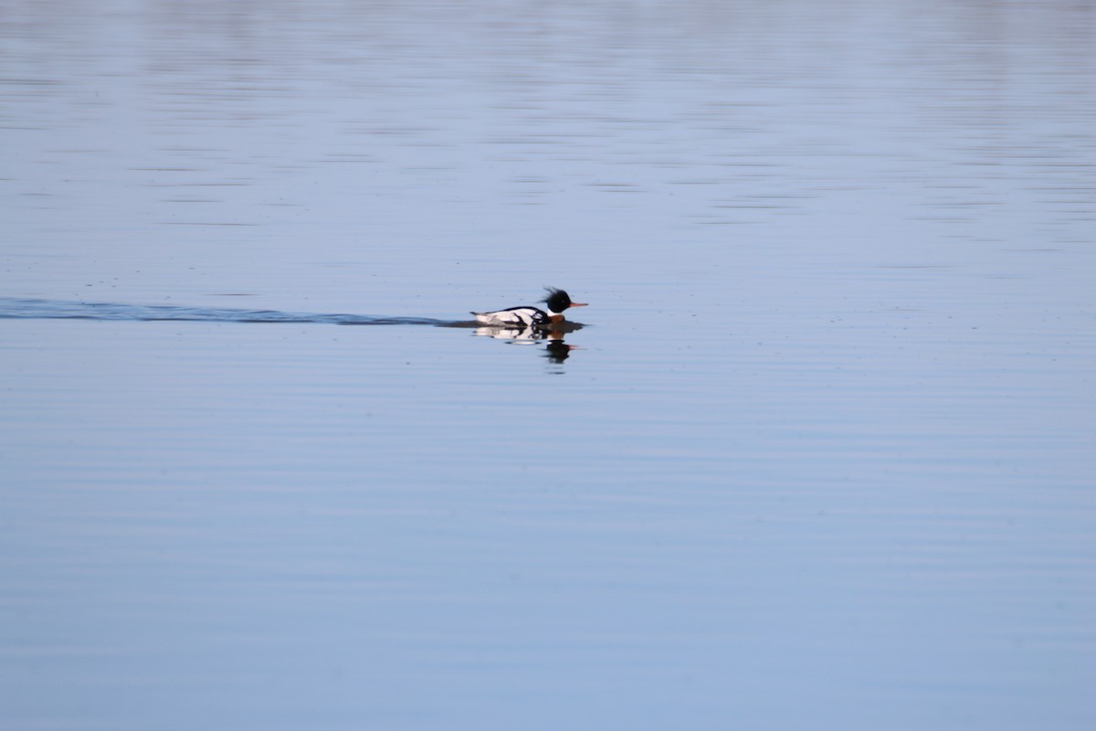 Red-breasted Merganser - ML617253400